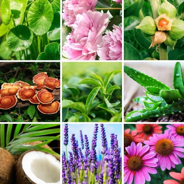 Collage of 9 nature-focused images including: green lily pad leaves, light pink flowers, plant buds about to open, mushrooms in a forest, lush plant leaves, aloe vera leaves, a coconut halfed in front of greenery, lavender and pink gerber daisy flowers.